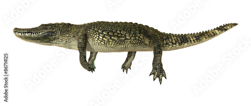 American Alligator © photosvac
