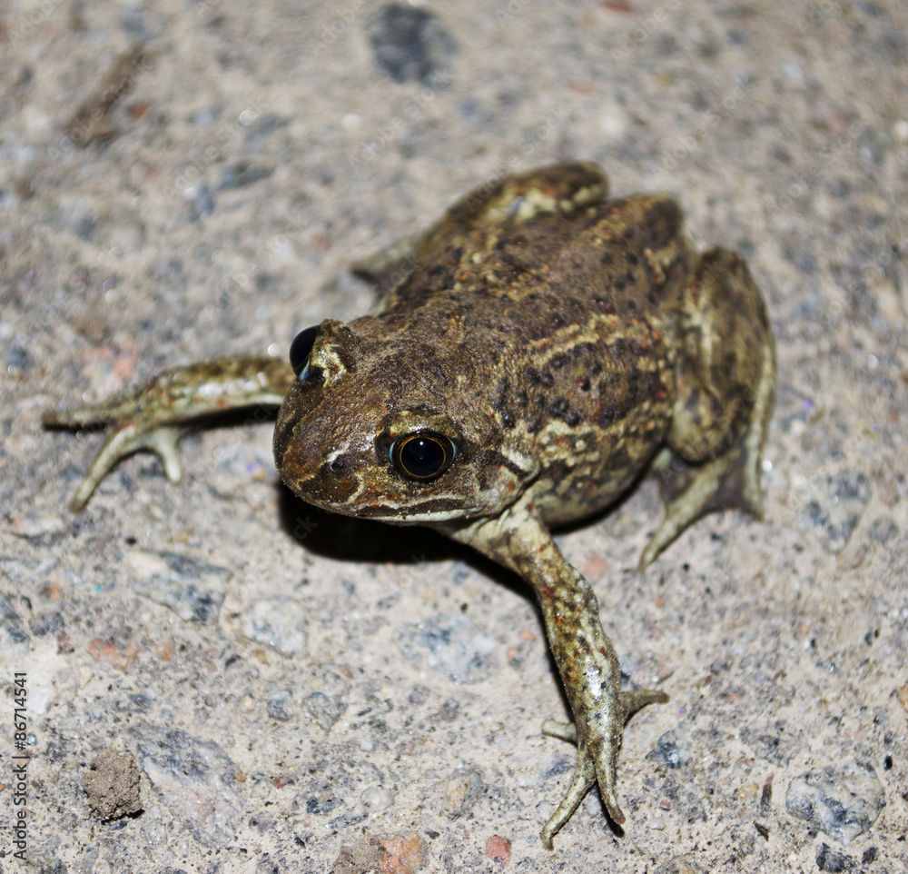 frog frog
