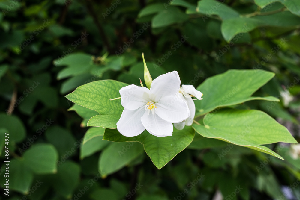beautiful white flower beautiful white flower