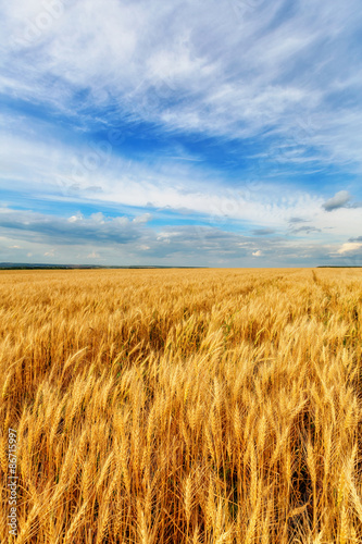 Wheat ears and cloudy sky