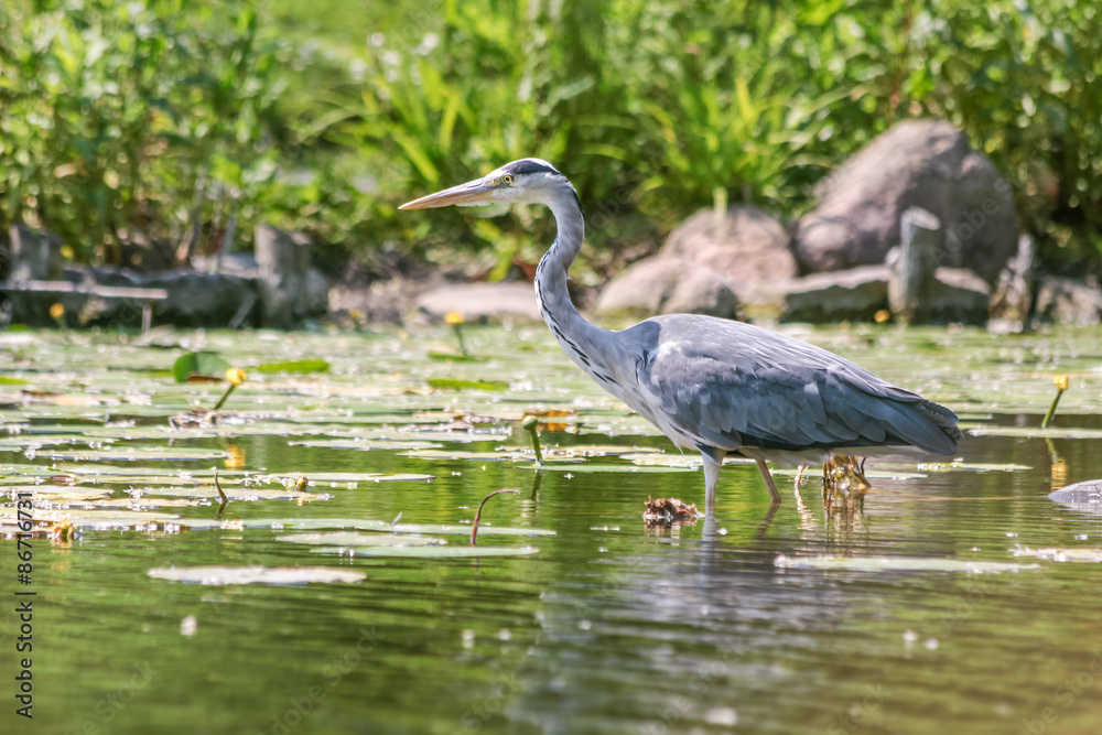 Fototapeta premium Graureiher (Ardea cinerea)