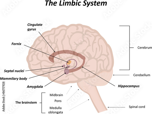 The Limbic System Labeled Illustration photo