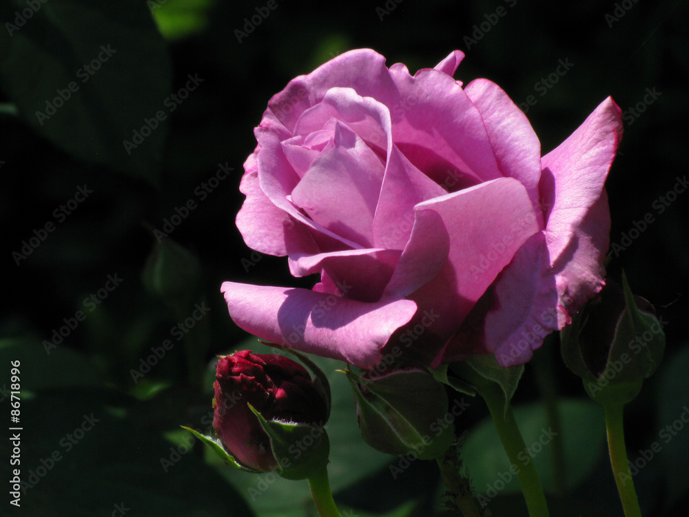 Blue Nile Hybrid Tea Rose Stock Photo | Adobe Stock