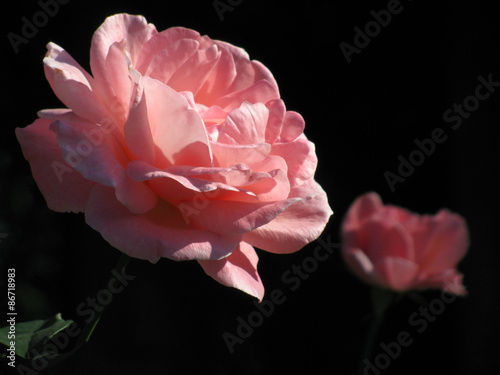 Romantic light pink garden rose
