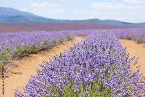Purple lavender field on Tasmania Australia