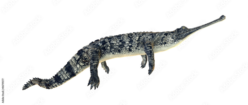 Gharial Gharial