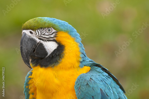 Bright macaw bird outdoors