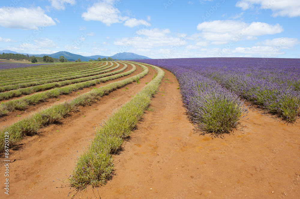 Purple lavender field on Tasmania Australia