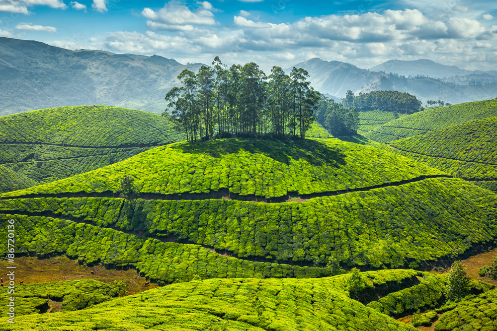 Obraz premium Tea plantations
