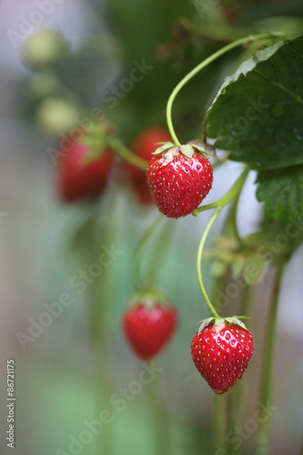 vine ripened strawberries hanging from plant
