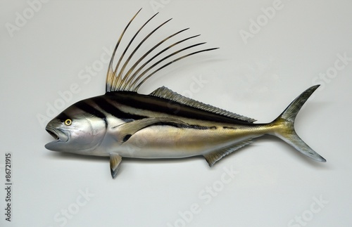 Rooster fish mounted with isolated background