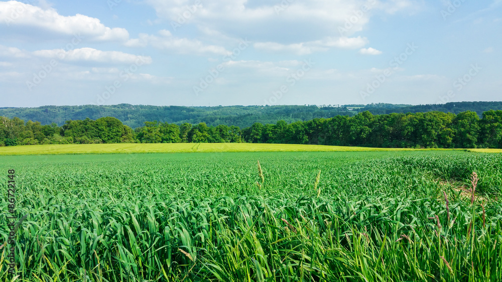 Kornfeld mit Rapsfeld im Hintergrund Kornfeld mit Rapsfeld im Hintergrund