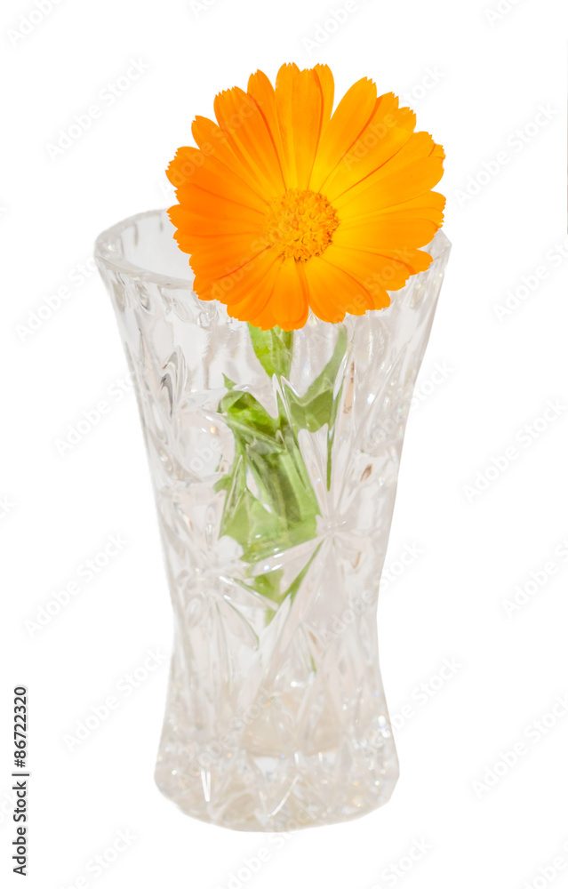 Orange flower of Calendula officinalis Orange flower of Calendula officinalis
