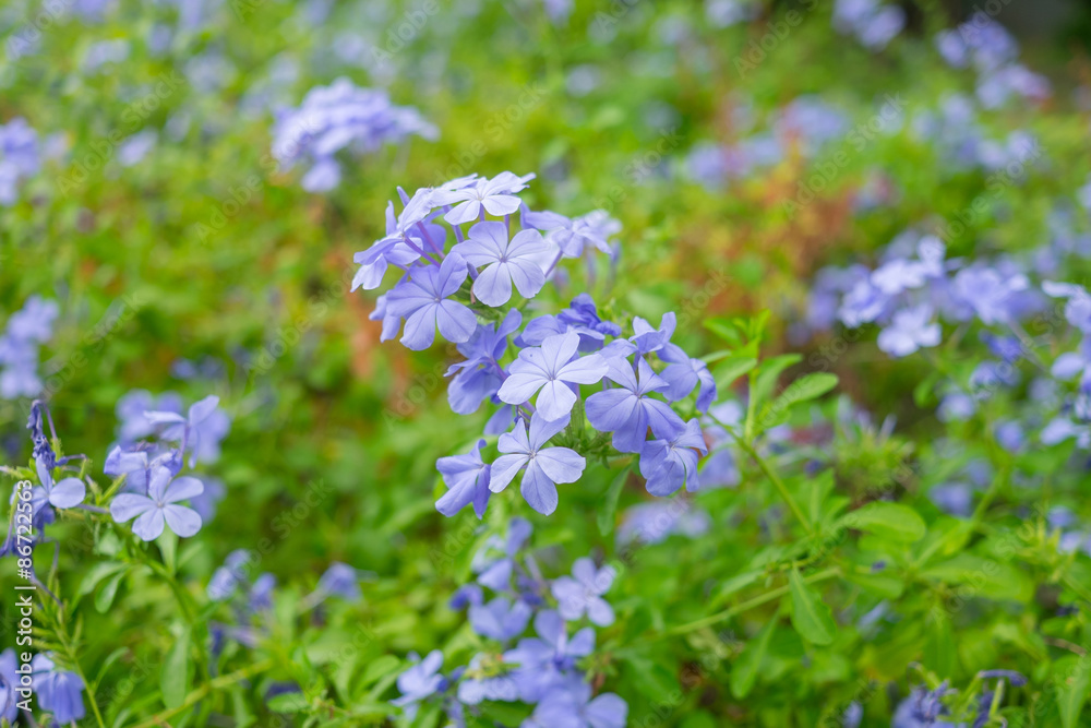 Beautiful sky blue cape leadwort Beautiful sky blue cape leadwort