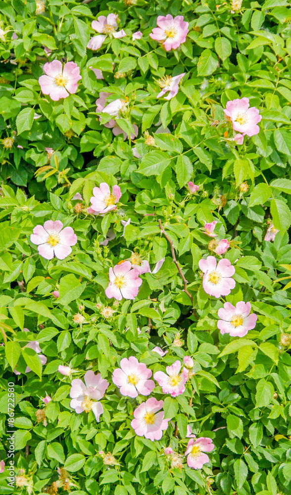 Pink wild roses bush flowers, close up Pink wild roses bush flowers, close up