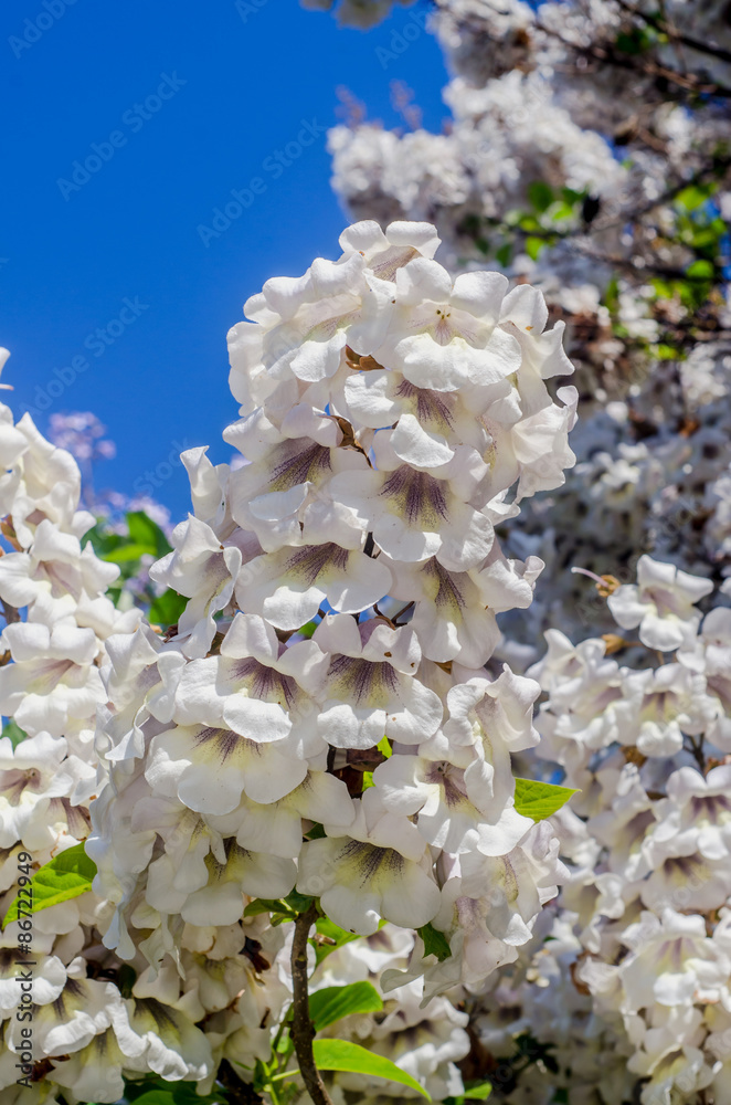 White flowers of paulownia tomentosa tree