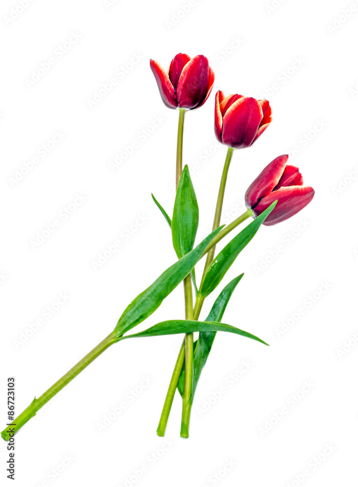 Red tulip flowers, close up Red tulip flowers, close up