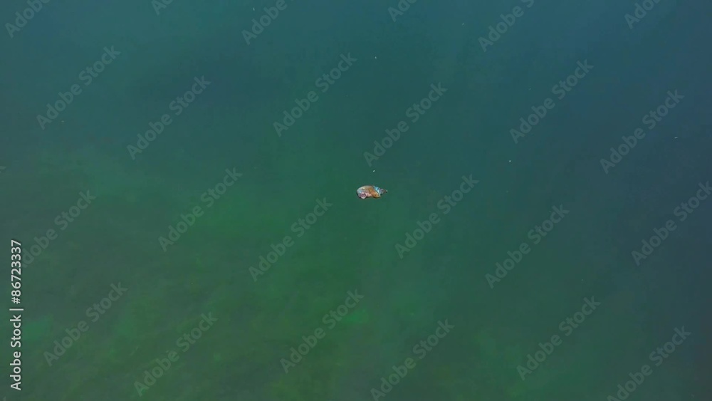 krabbenschere schwebt im see abwaerts
krabbenschere schwebt im see abwaerts