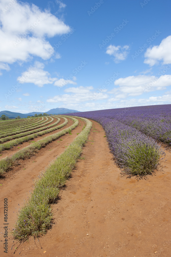 lavender field on Tasmania Australia lavender field on Tasmania Australia