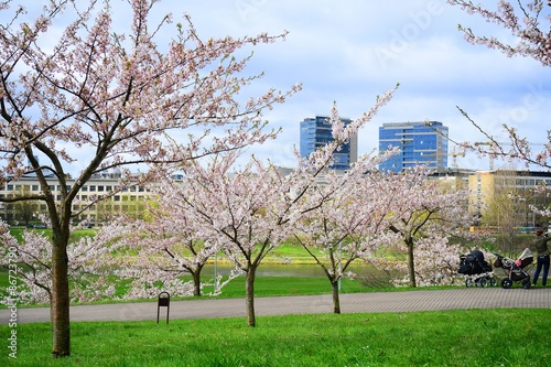 Spring in Vilnius city with sakura blossom