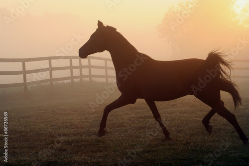 Arabian Horse Silhouette in Sunrise Fog – The silhouette of a trotting Arabian horse. Sunrise and fog in background.