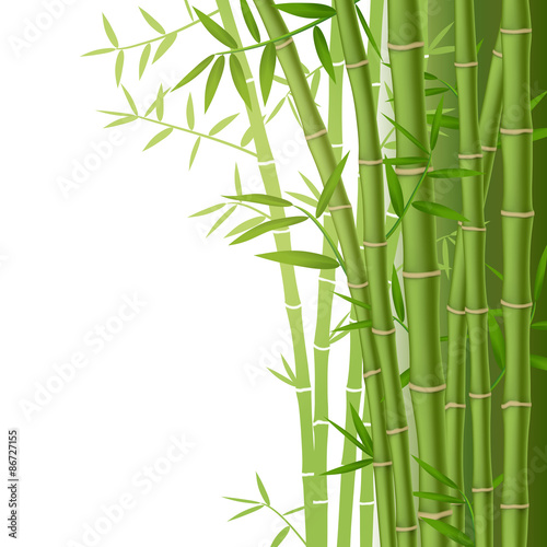Green bamboo stems with leaves on white background © Oleksandr Dibrova