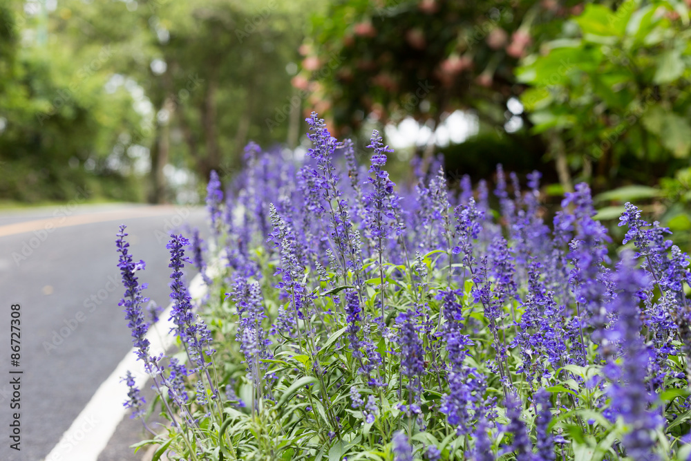 Obraz premium blue salvia on roadside