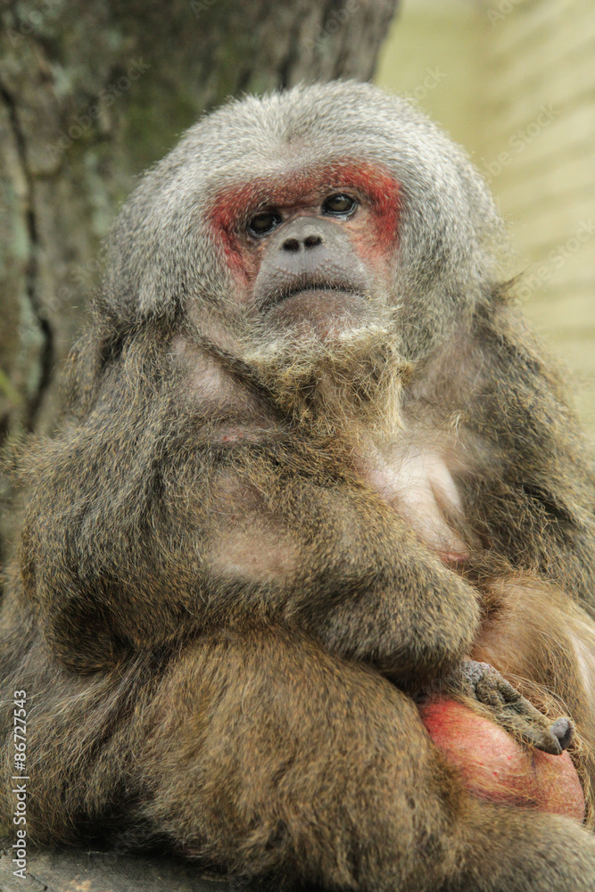 Obraz premium Stump-tailed macaque
