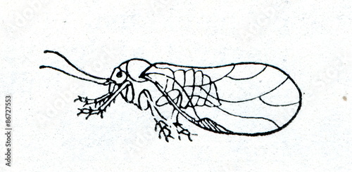 Jumping plant louse (Psyllid) photo