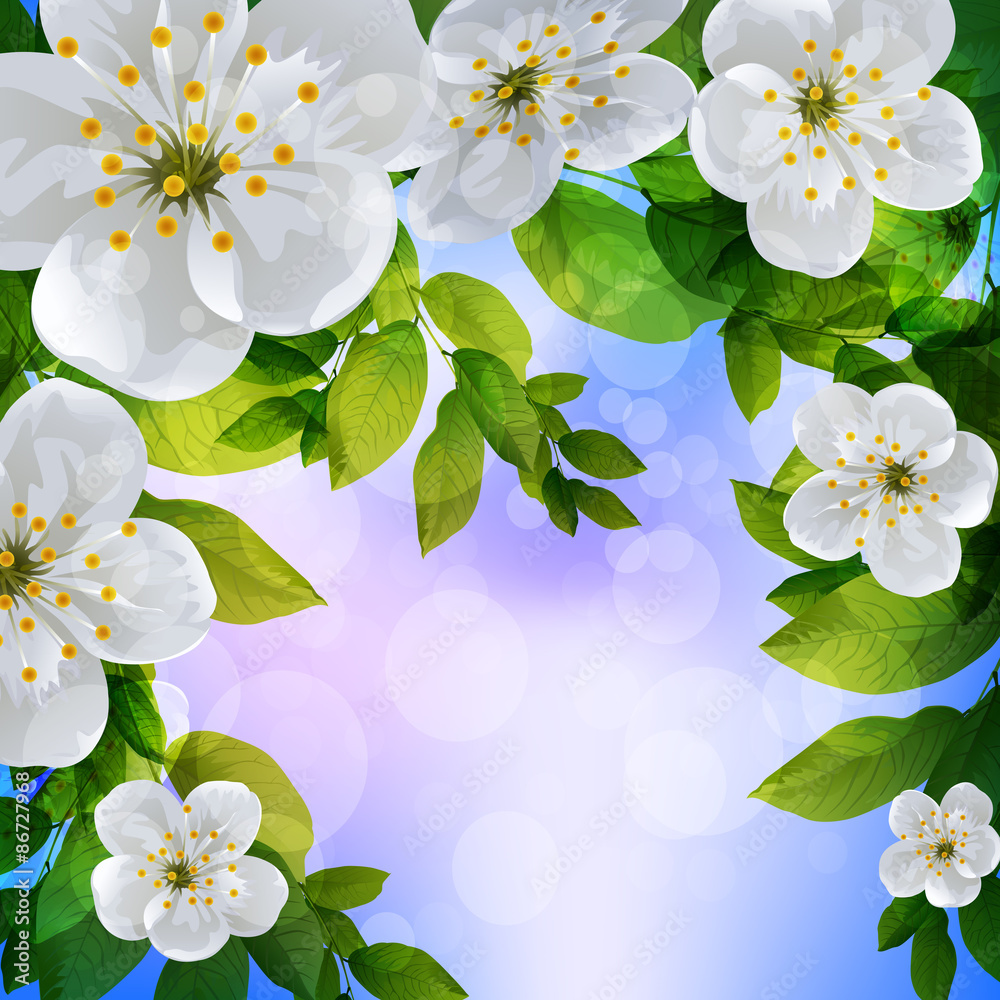 Fototapeta premium Cherry Blossom