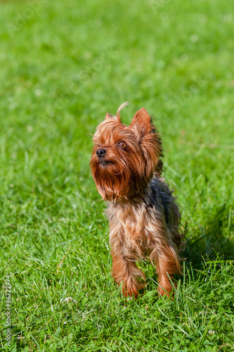 Cute yorkshire terrier dog 