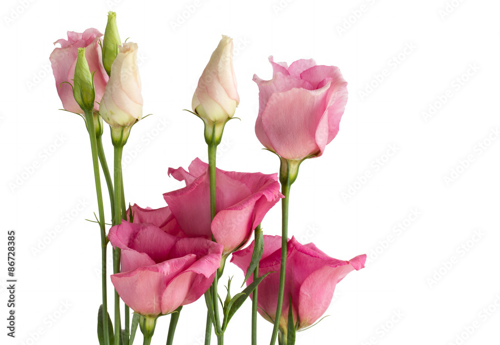 Beautiful bunch of pink lisianthus flowers on white