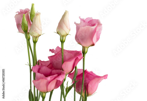 Beautiful bunch of pink lisianthus flowers on white