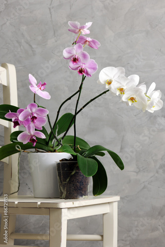 Fototapeta Naklejka Na Ścianę i Meble -  still life with orchids