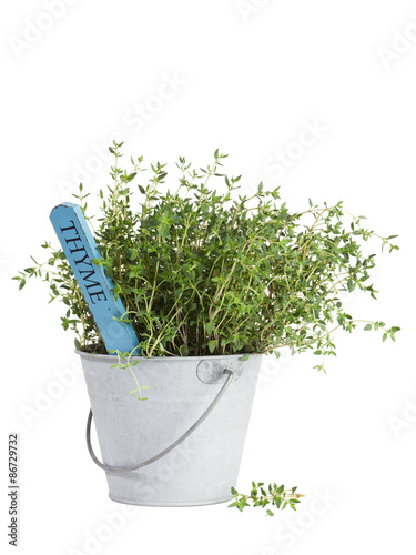 Thyme plant in tin bucket isolated