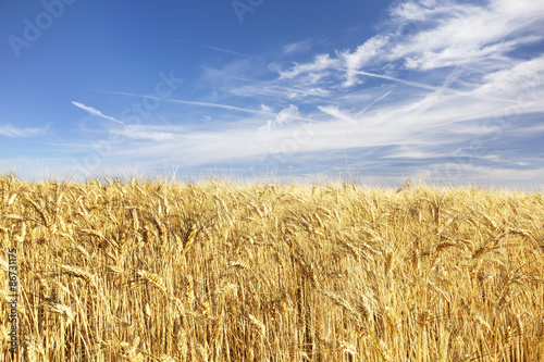 Panorama of a yellow wheat fields