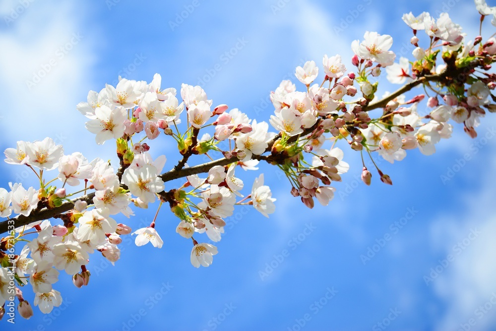 Beautiful pink cherry blossom in Vilnius city Beautiful pink cherry blossom in Vilnius city