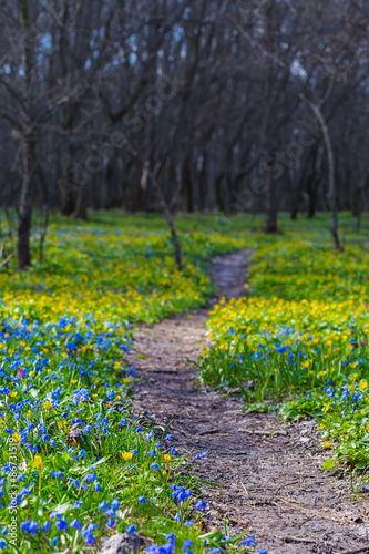 beautiful forest glade