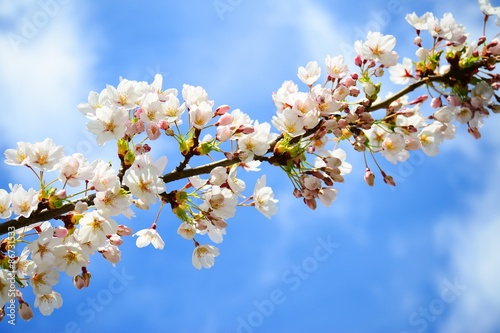 Beautiful pink cherry blossom in Vilnius city