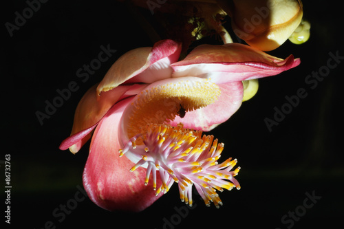 Macro Couroupita guianensis flower pollen