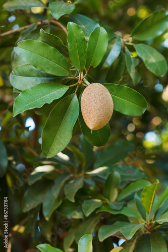 Fruit (ellipsoid berry) of Manilkara zapota, sapodilla photo