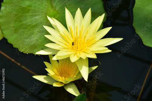 Lotus blooming on water in the morning