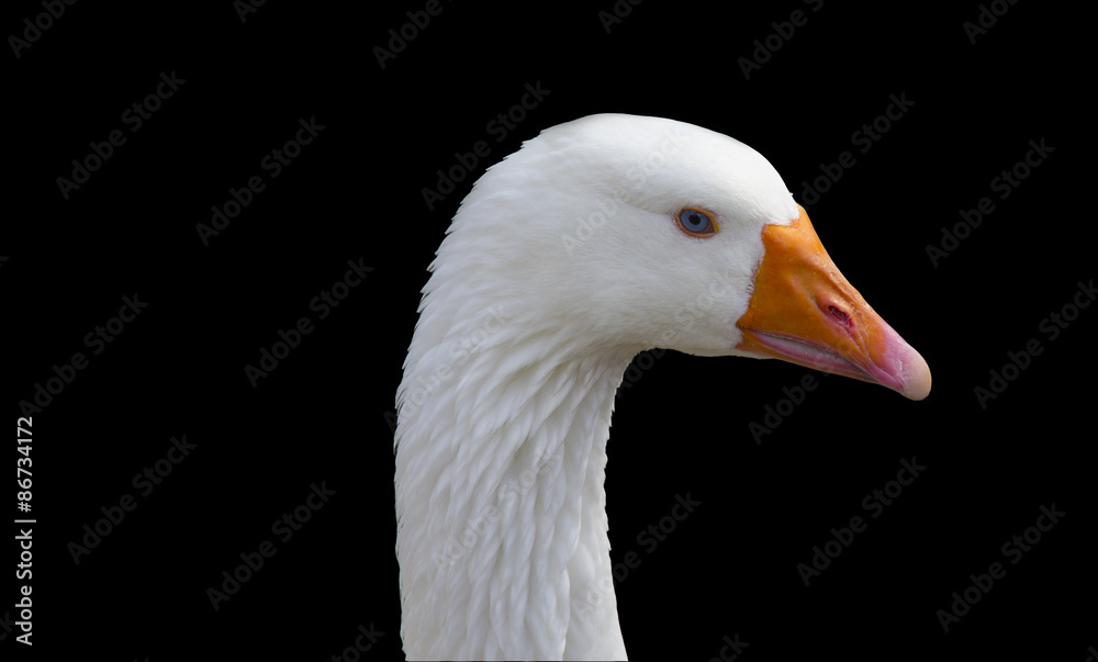 Portrait of a Goose on a black background Portrait of a Goose on a black background