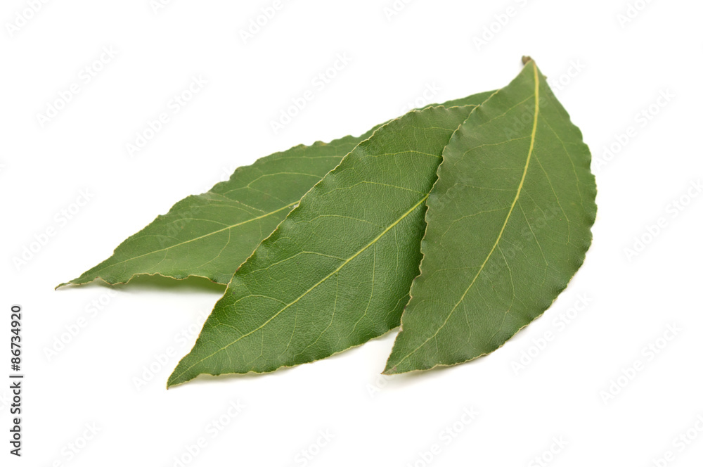Fresh Bay Leaves isolated on white background