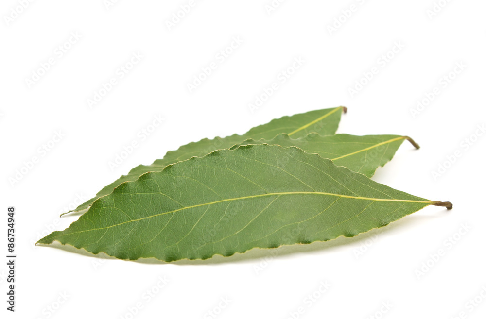 Fototapeta premium Fresh Bay Leaves isolated on white background