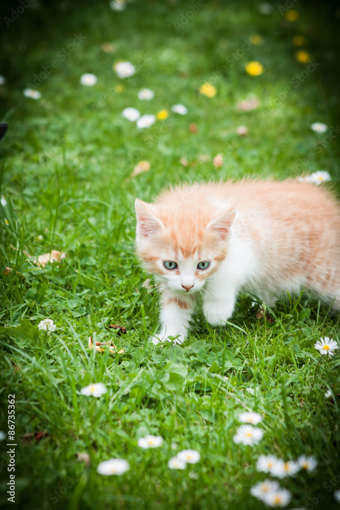 orange a kitten in a grass