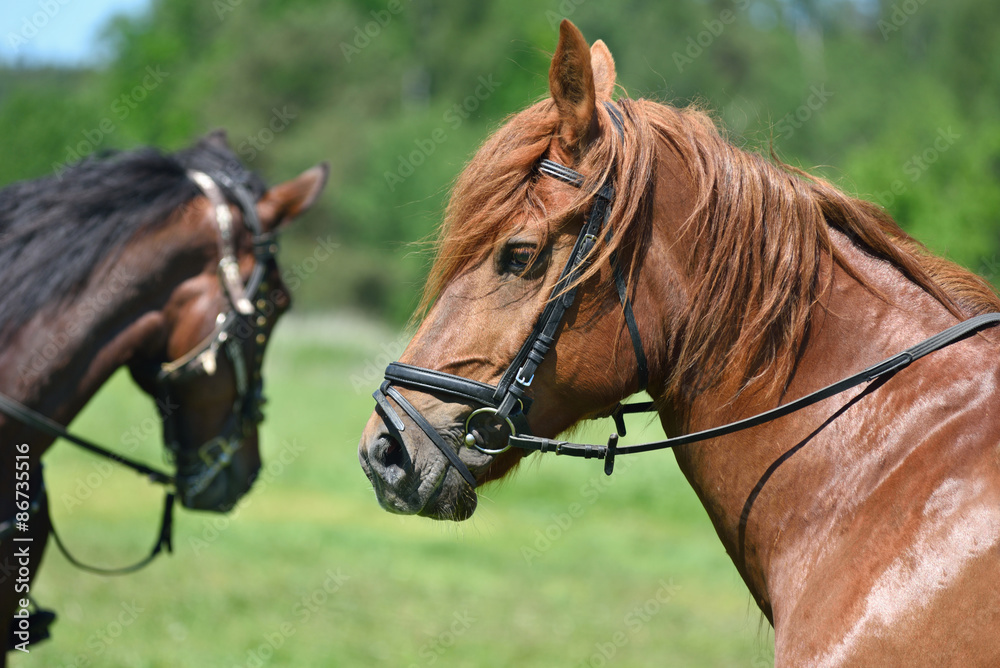 Portrait of horse