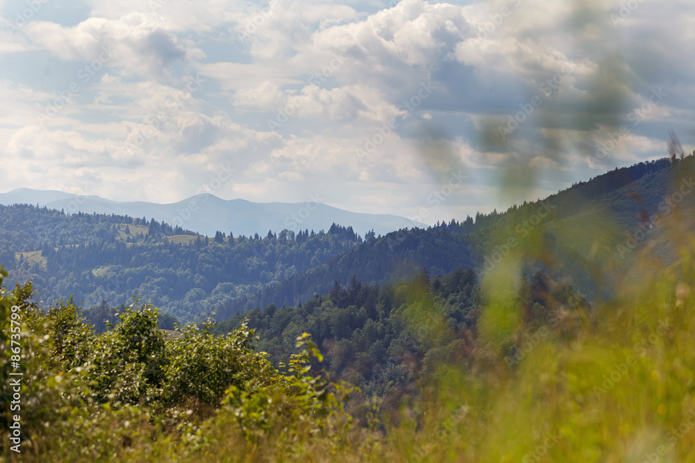 Obraz premium Carpathian forest in sunny day