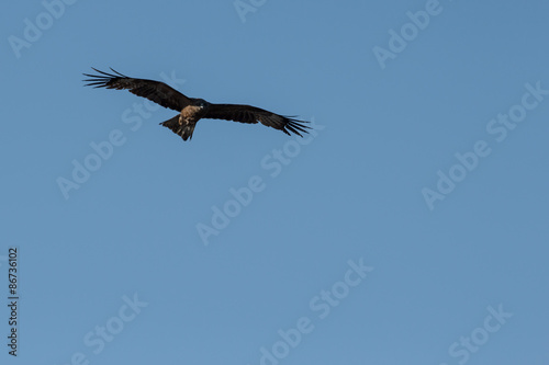 hawk flying on the background of sky