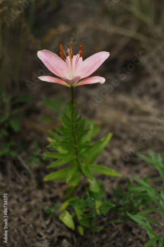 Pink lilies